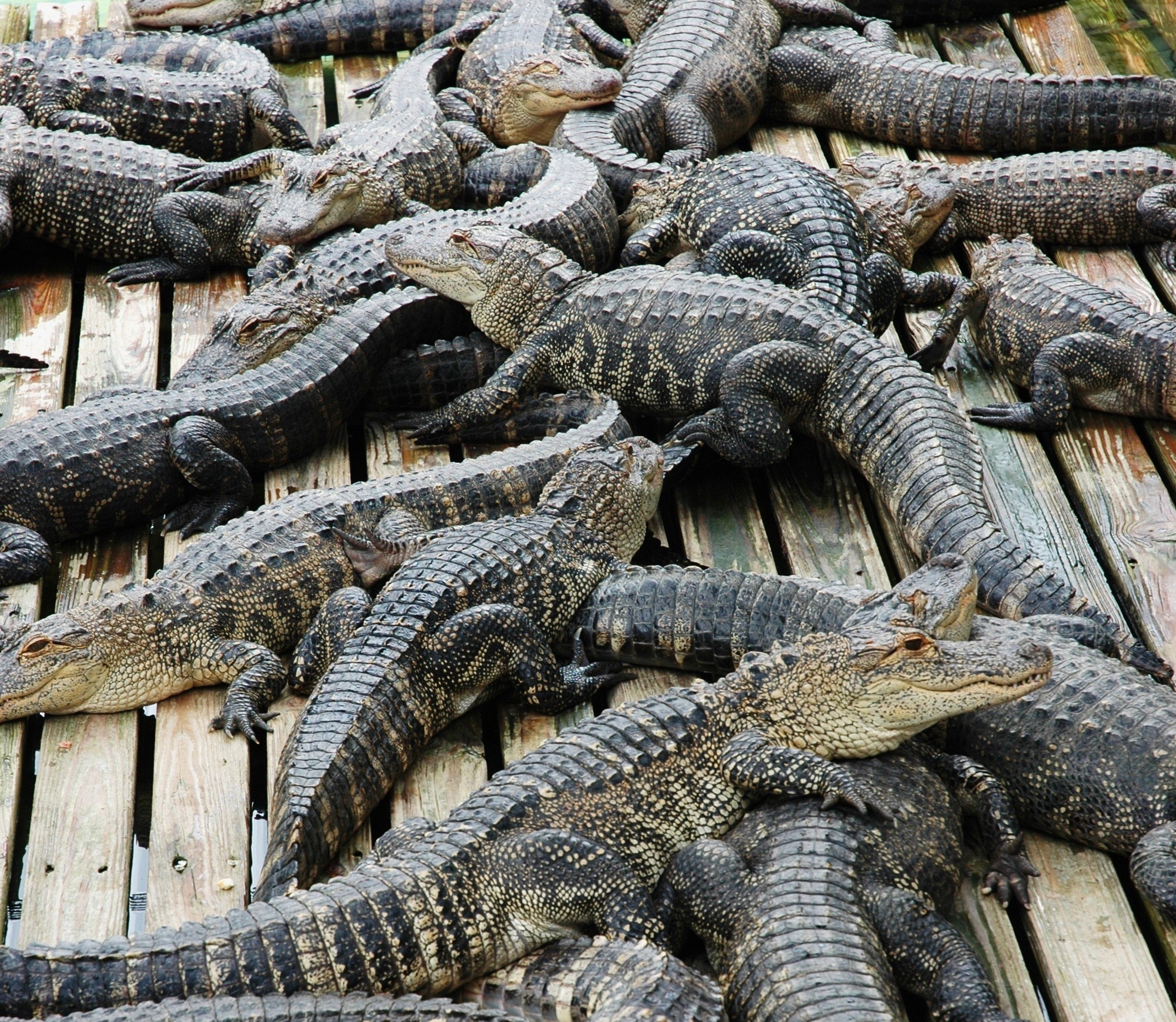 Gatorland One
