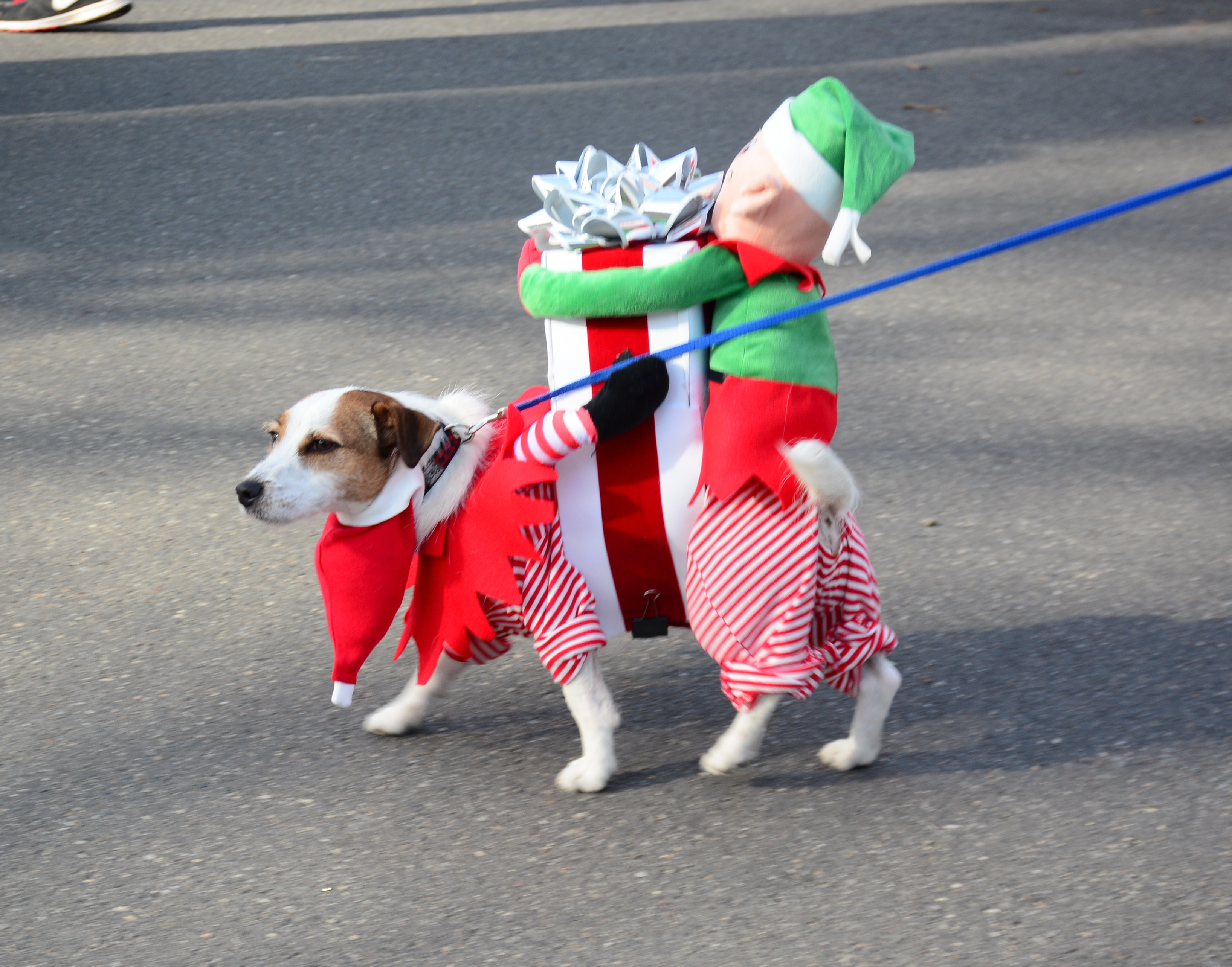 Pooch Parade