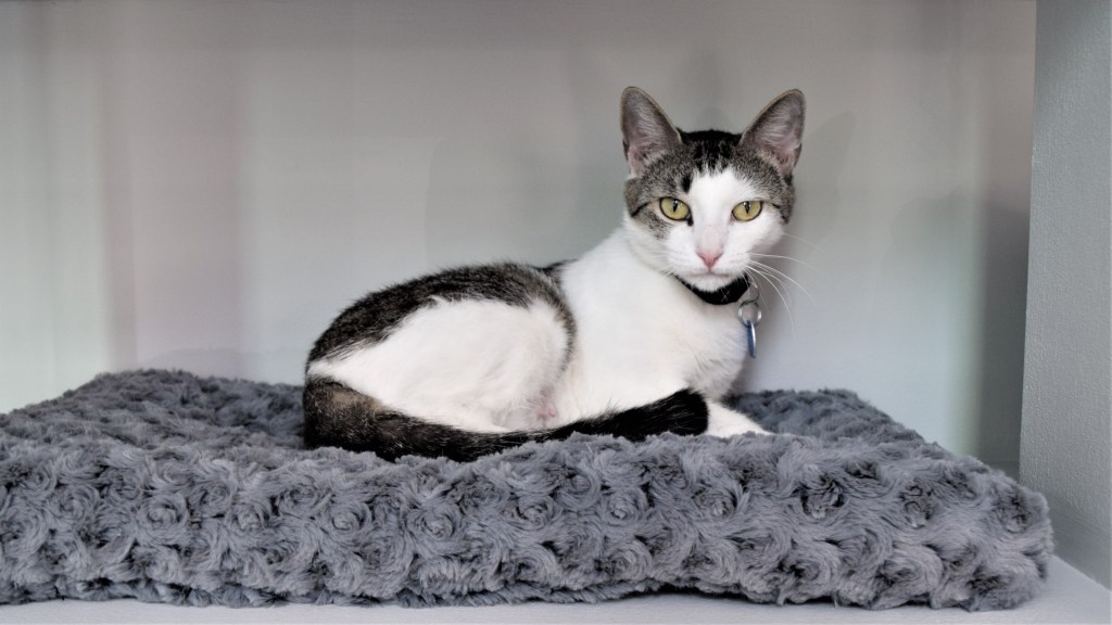 Last Word: War Of The Cats