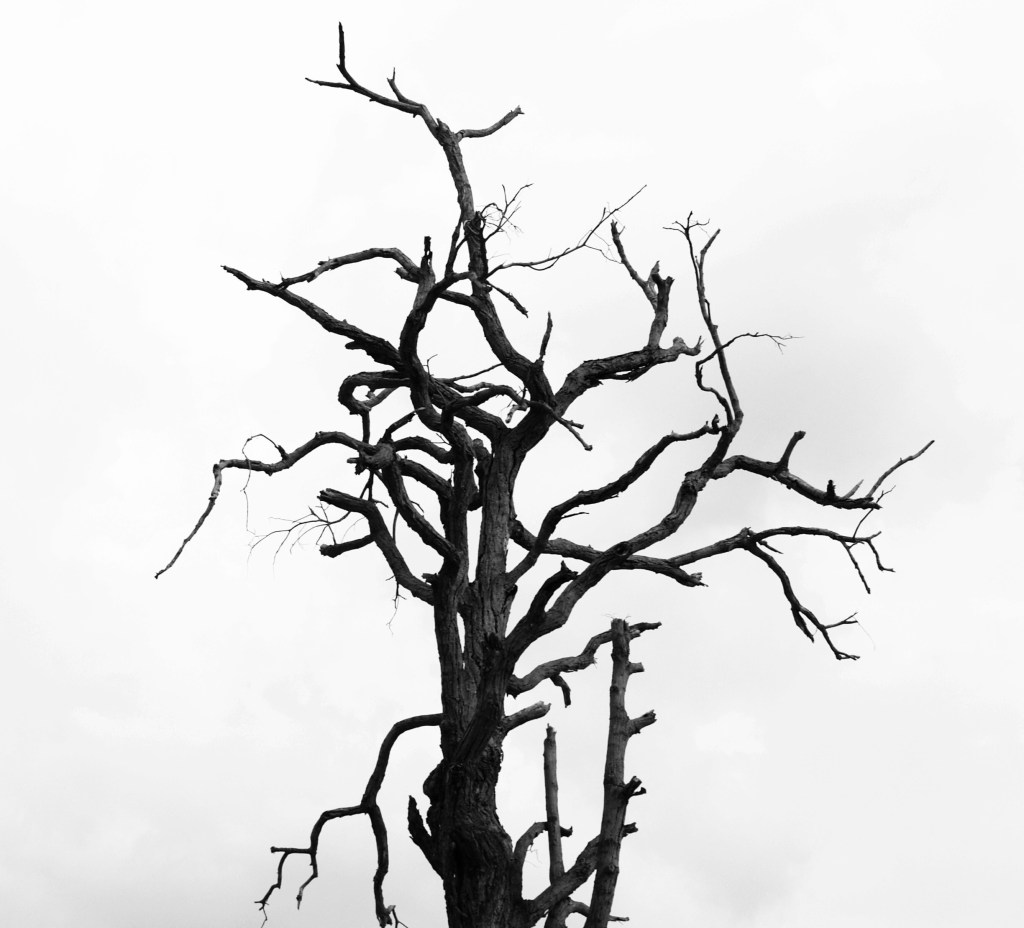 Last Word: Dead Plants&nbsp;Society